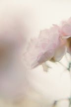 Nahaufnahme einer hellrosa Blüte, passend zum Rose & Jasmine Body Oil für die Hautpflege. Moodbild