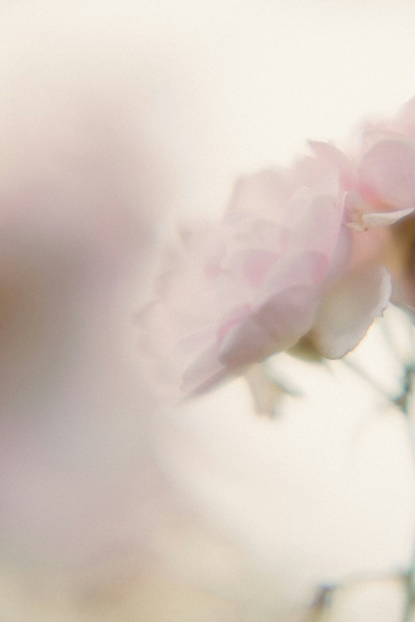 Nahaufnahme einer hellrosa Blüte, passend zum Rose & Jasmine Body Oil für die Hautpflege. Moodbild