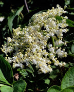 No product image – Elderflowers on green foliage – skin care