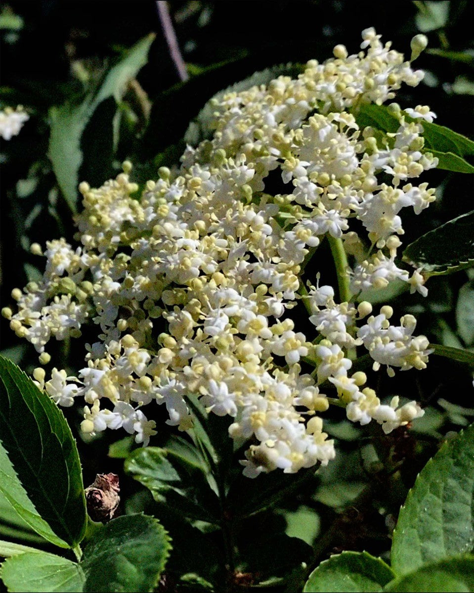 No product image – Elderflowers on green foliage – skin care