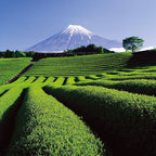 Imperial Green Tea – green tea fields before Mount Fuji, blue sky – skin care