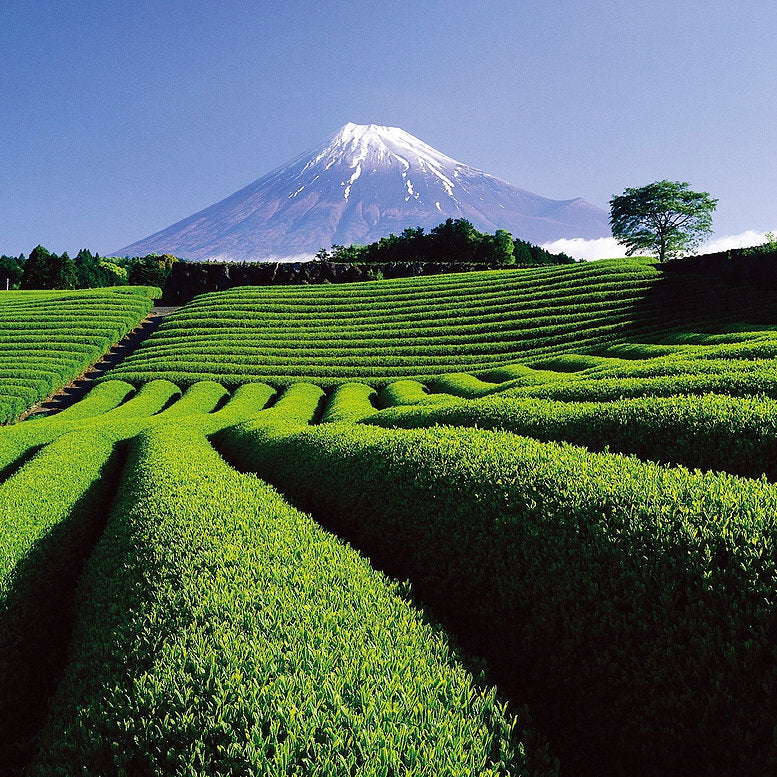 Imperial Green Tea – green tea fields before Mount Fuji, blue sky – skin care