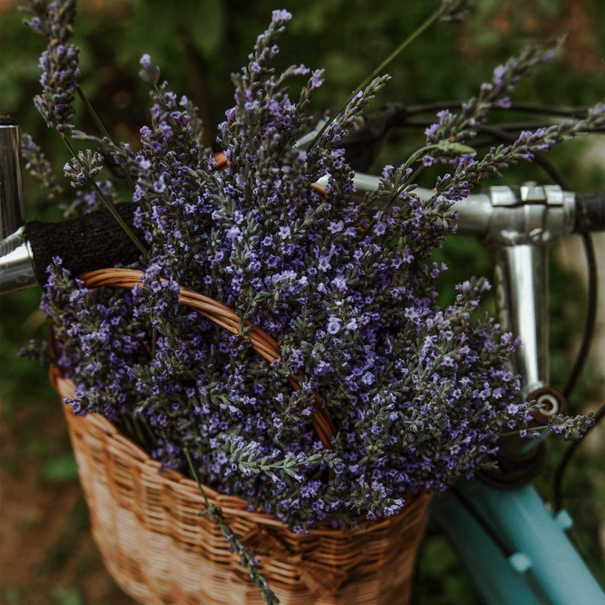 Ein Korb mit frischem Lavendel auf einem Fahrrad, inspirierend für das Lavender Face Tonic zur Hautpflege.