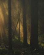 Kein Produktbild vorhanden – mystischer Wald mit Sonnenstrahlen, dunkle Bäume, nebliger Hintergrund – Parfüm