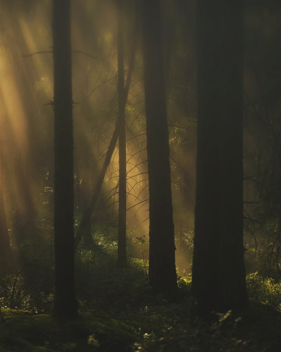 Kein Produktbild – mystischer Wald mit Sonnenstrahlen, dunkle Bäume, nebliger Hintergrund – Parfüm