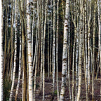Kein Produktbild vorhanden – Birkenwald mit weißen Stämmen, natürlicher Hintergrund – Haarpflege