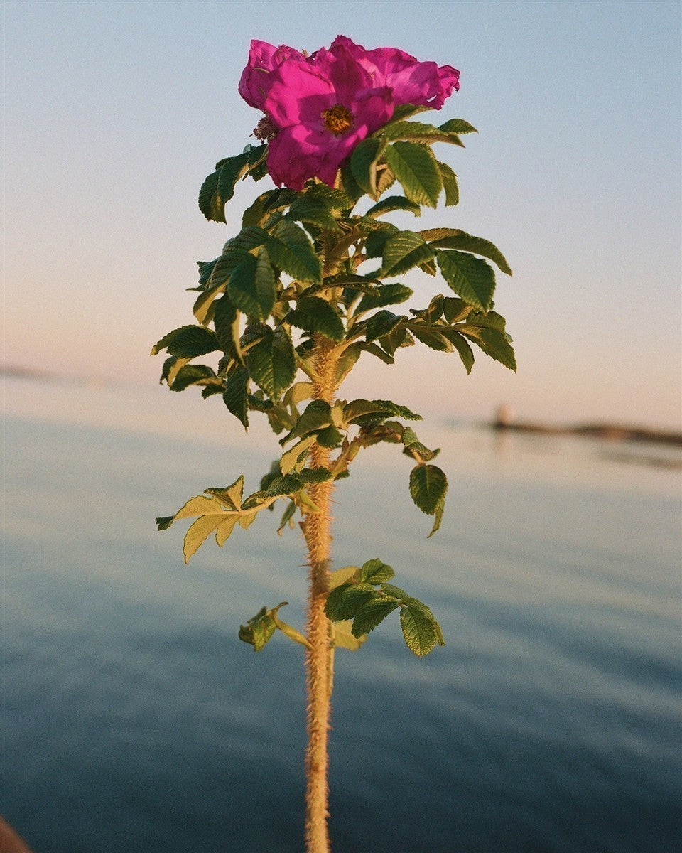 No. 329 Handcreme Beach Rose – Produktbild zeigt keine Verpackung, sondern eine leuchtend rosa Strandrose vor Meereskulisse – Hautpflege