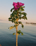 Kein Produktbild – leuchtend rosa Strandrose vor Meereskulisse bei Sonnenuntergang – Hautpflege